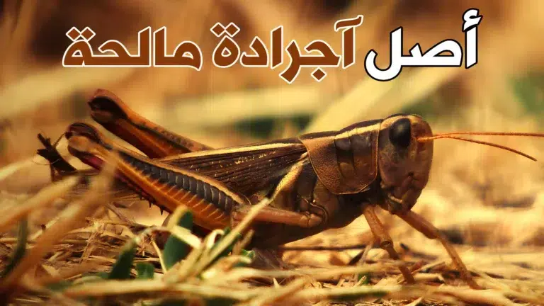 آجرادة مالحة.. أسطورة الصالحة وعقيسة والقاضي بومفتاح